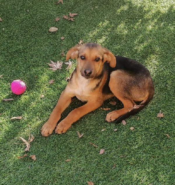 Moretto, Meraviglioso Cucciolino Simil Pastore Di 5 Mesi